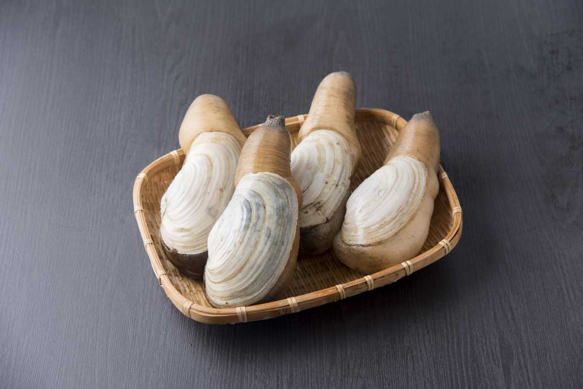 【愛知県三河産】白ミル貝イメージ